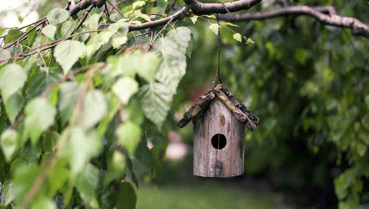 giardino di casa 