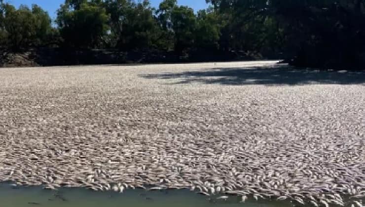 Incredibile moria di pesci sul fiume