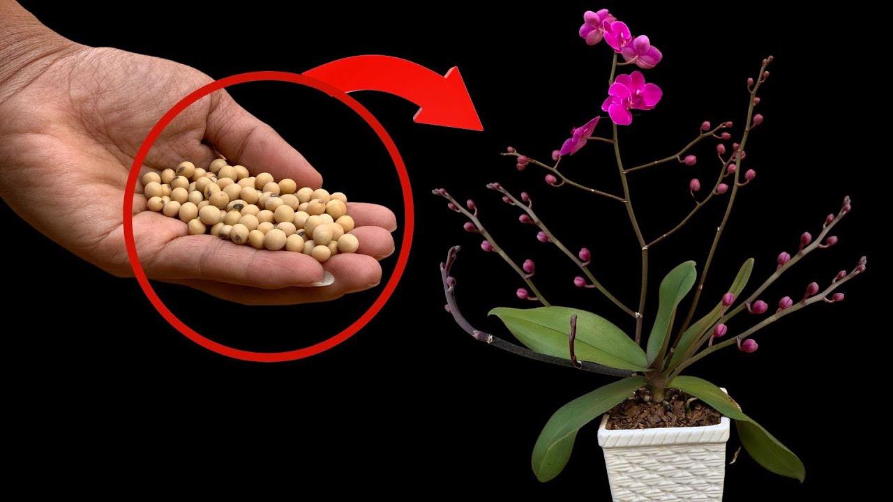 ingrediente per orchidea