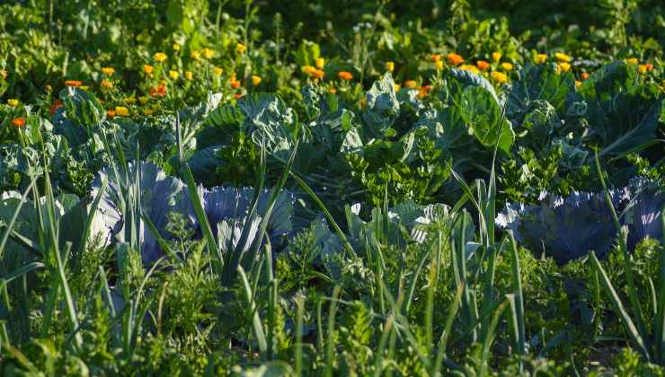 Fungicida naturale per l'orto e giardino, questo ingrediente tiene alla  larga gli insetti