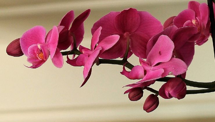 orquídea saudável