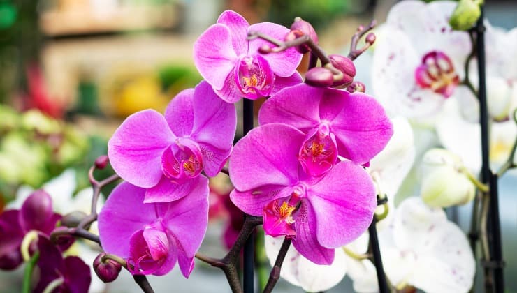 Orquídea púrpura