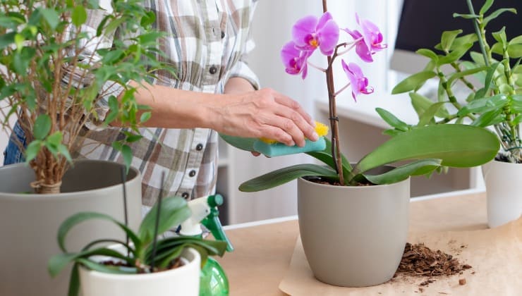 orquídeas em vasos