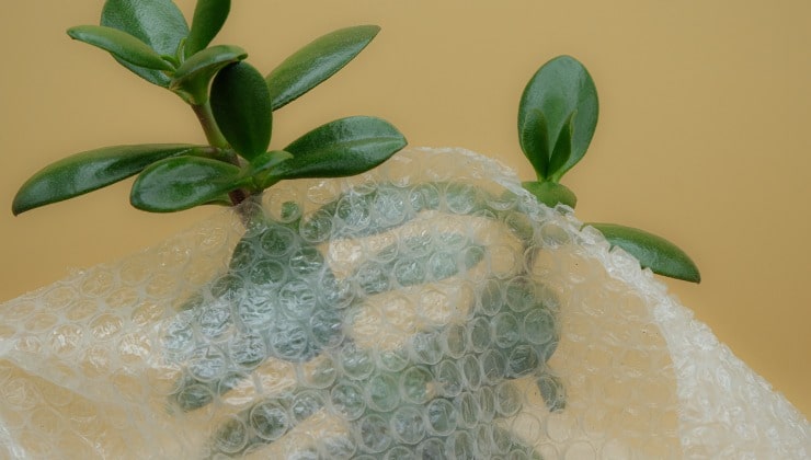 Rostlina pokrytá bublinkovou fólií