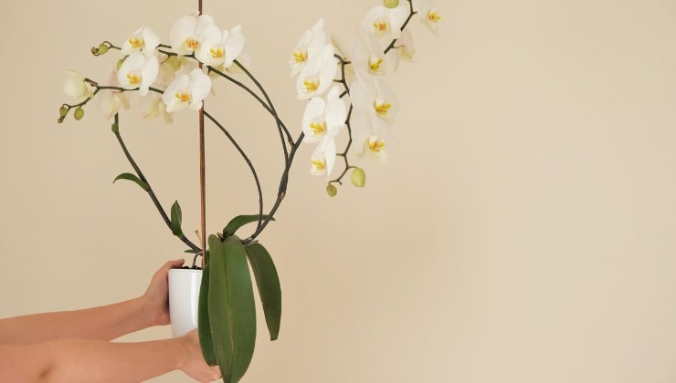plante d'orchidée blanche