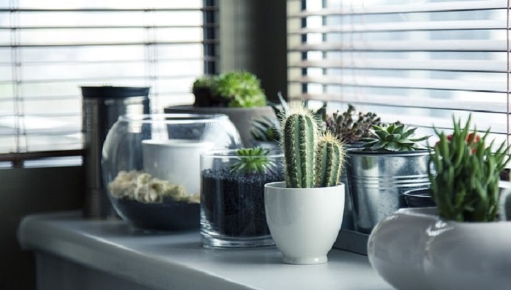 Piante di cactus su davanzale finestra