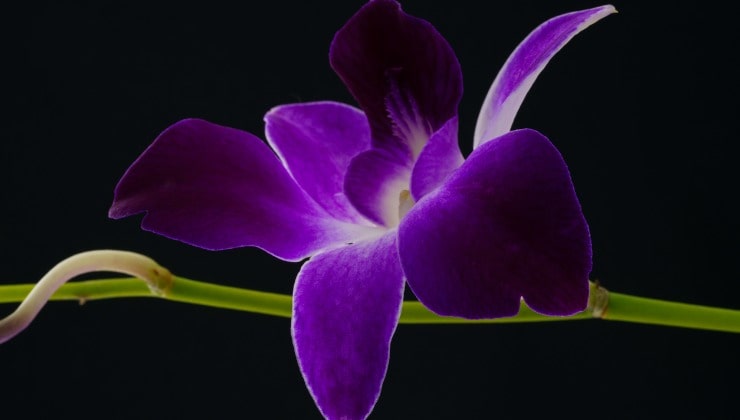 Propager les orchidées à partir de brindilles.
