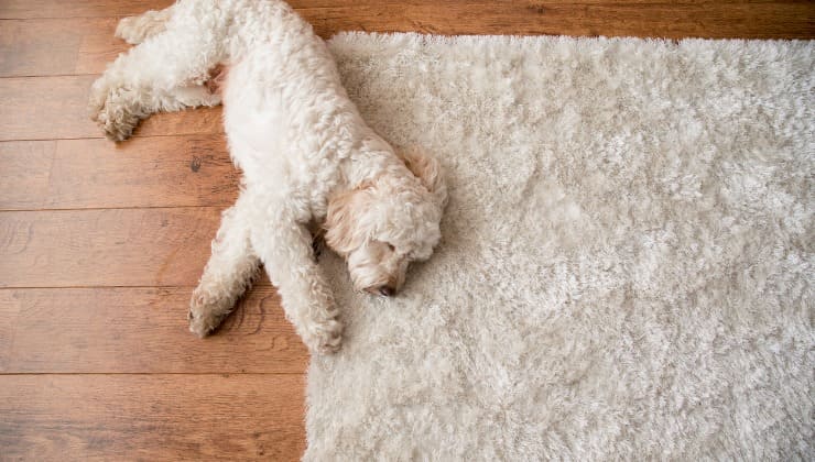 Nettoyez les tapis et les sols avec du bicarbonate de soude