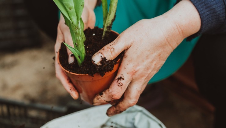 plante de rempotage