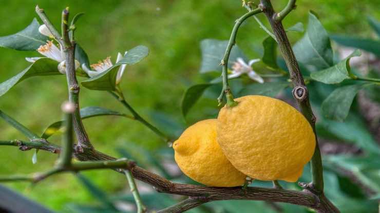 Řezání citronů, jak je pěstovat