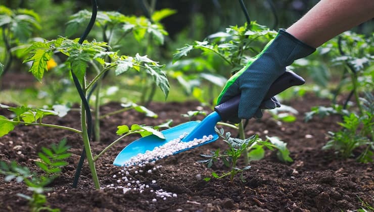 Urea, per un raccolto abbondante 