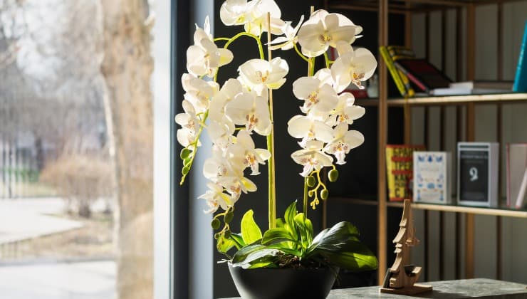 Vaso di orchidea fiorito