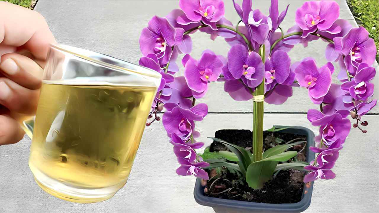 Annaffiare le orchidee