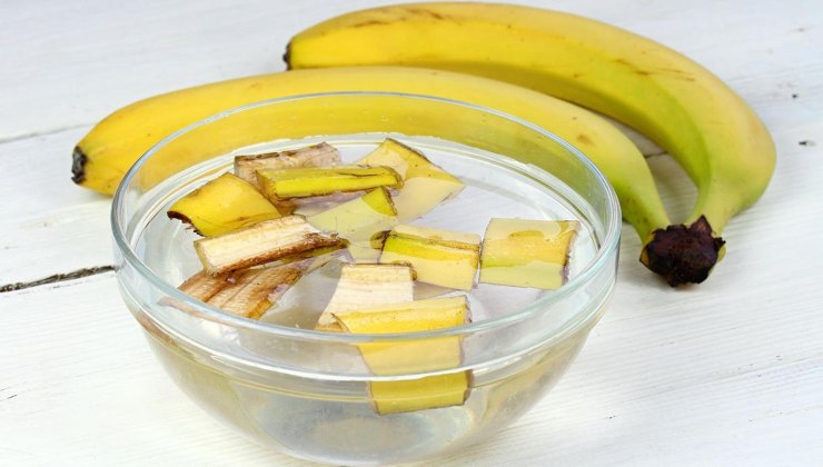 Fertilizante de agua de plátanos