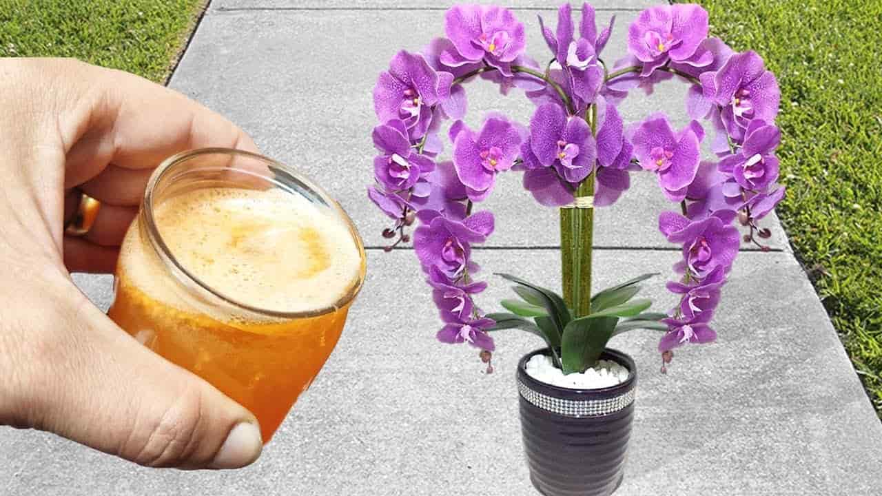 Jak rozkvést orchideje
