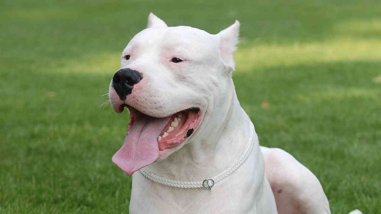 Dogo argentino 