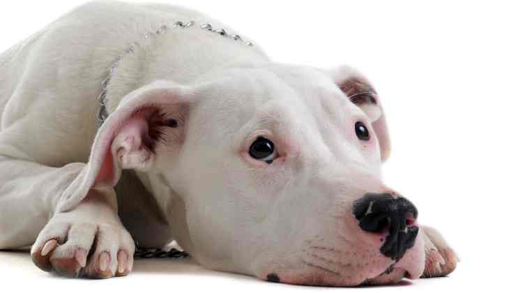 Dogo argentino 