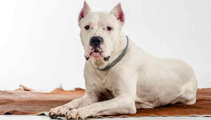 Dogo argentino 