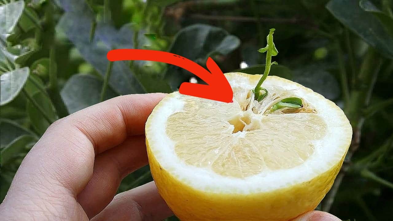 Necháme naklíčit citrony