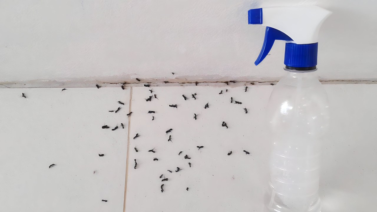 Formiche sul battiscopa