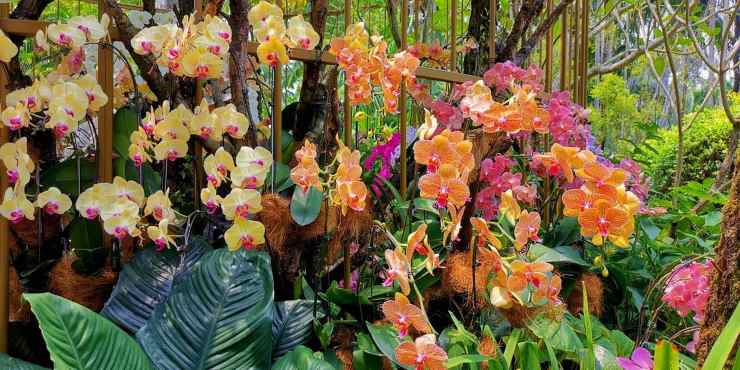 Orchidejová zahrada