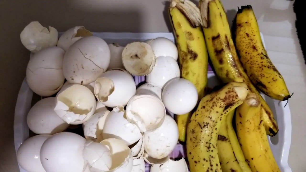 Vaječné skořápky a banány