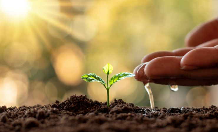 Watering the plants