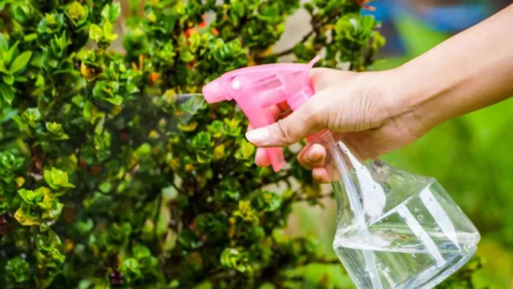 Potente insetticida casalingo, non vedrai neanche un insetto svolazzare ...