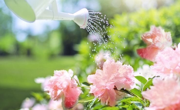 Watering the plants