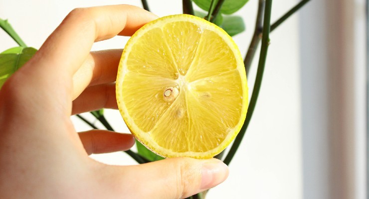Vlastnosti citronu