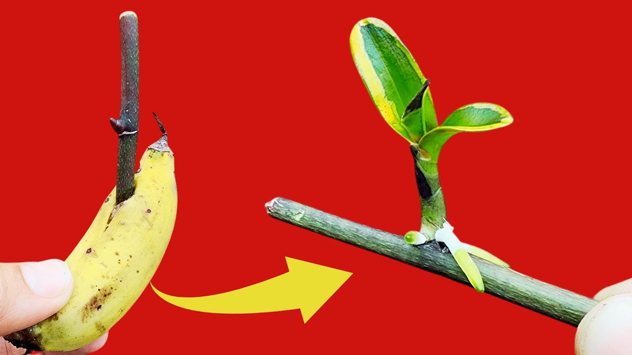 Orchideen und Bananen