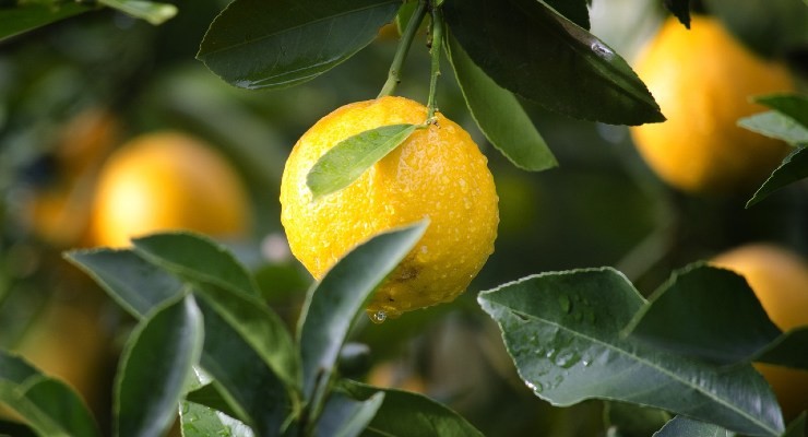 Citronová rostlina