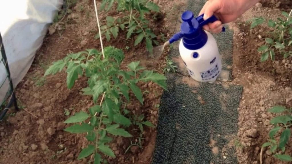 Potente Insetticida Casalingo Non Vedrai Neanche Un Insetto Svolazzare