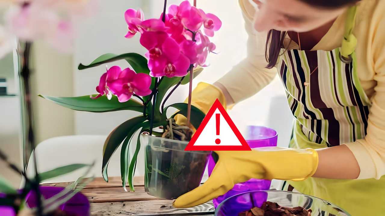 Rinvasare orchidea