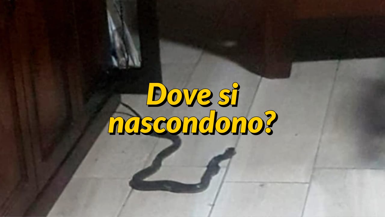 Serpenti In Casa Sai Dove Si Nascondono Eppure Qui Non Controlla Mai 