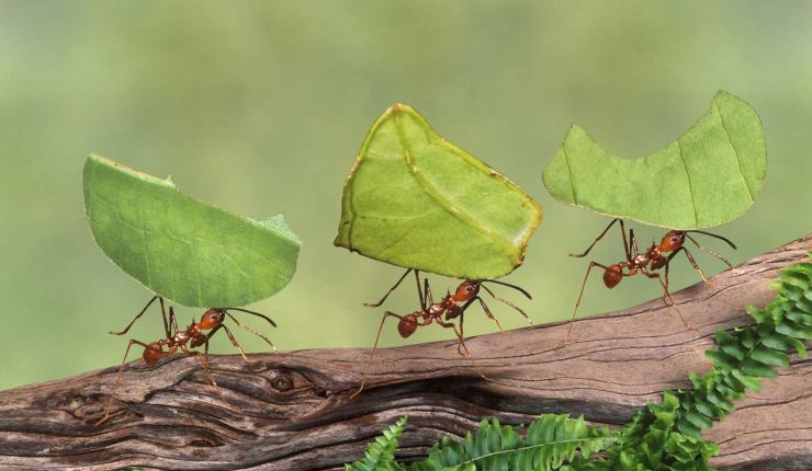 Tenere lontane le formiche