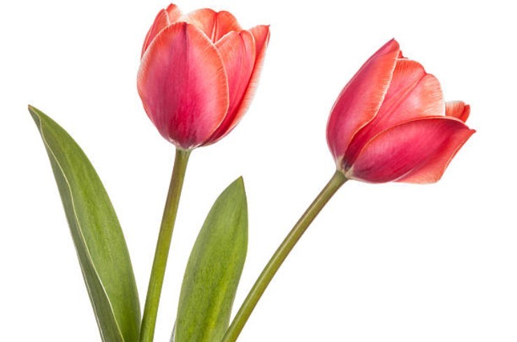 Tulipani in omaggio