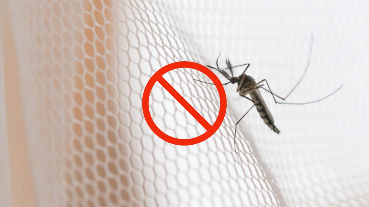 Zanzare in casa