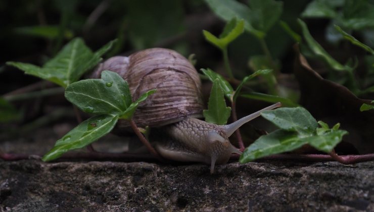 addio lumache dell'orto