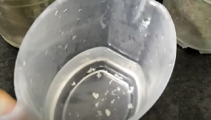 Nasekaný česnek ve vodě