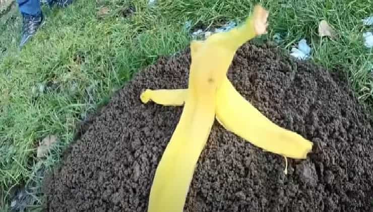 Buccia di banana interrata