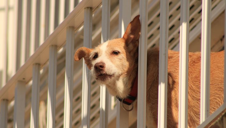 cane in balcone