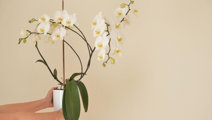 aby orchidej kvetla