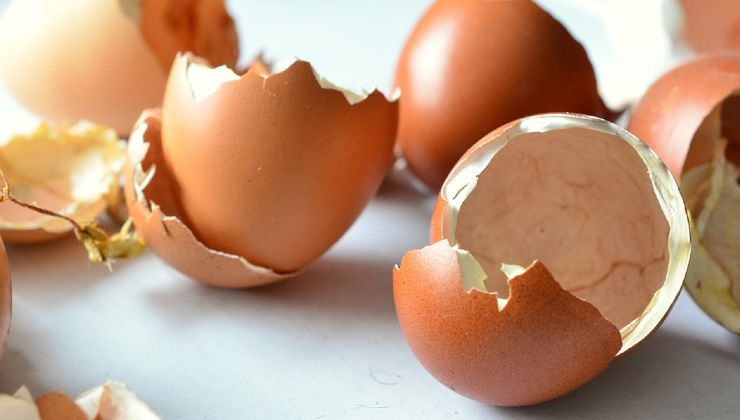 Egg shells