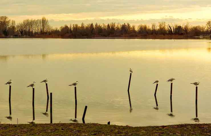 Lago Superiore di Mantova 