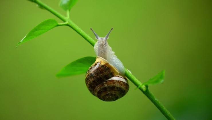 Schnecke