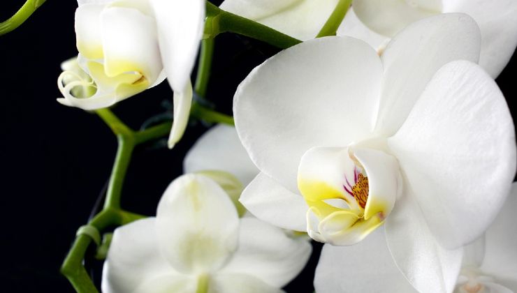 způsob pěstování orchidejí