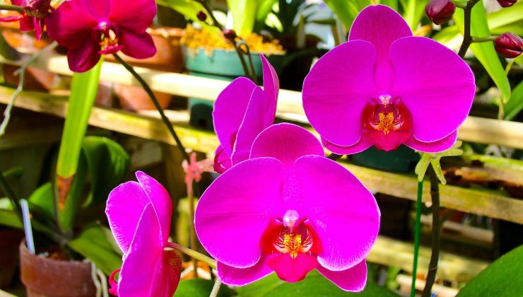 Bringen Sie Orchideen zum Blühen