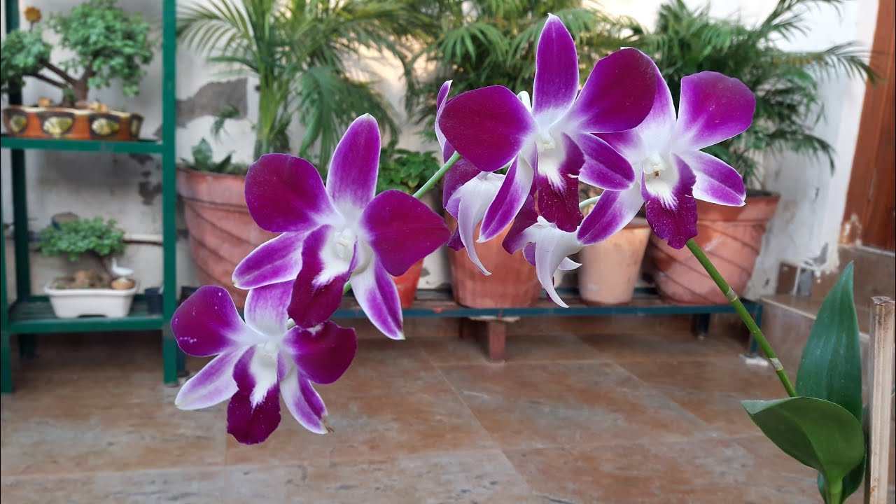 orquídeas en tu jardín