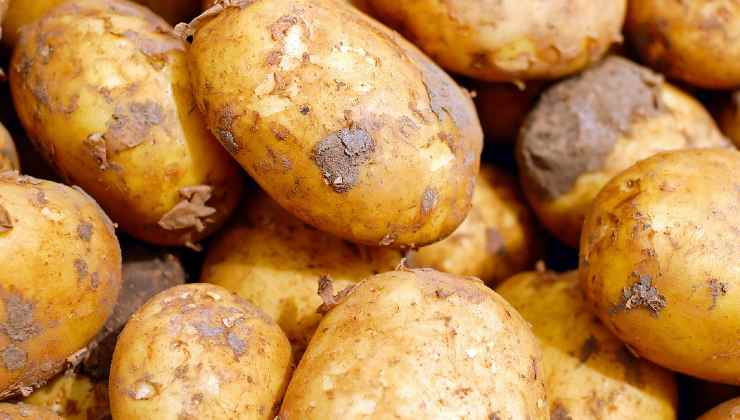 brambory s klíčky